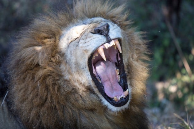 omg, omg facts, animal facts, giraffes facts, african animals, cool facts, cool giraffes, lol facts, lol, fun facts about giraffes, bizarre giraffes, beautiful creatures, inspiring creatures, awkward giraffes, 10 hilarious facts, 10 animal facts,