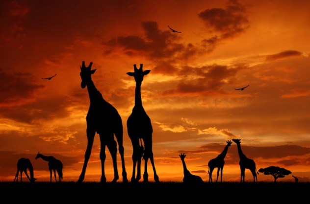 omg, omg facts, animal facts, giraffes facts, african animals, cool facts, cool giraffes, lol facts, lol, fun facts about giraffes, bizarre giraffes, beautiful creatures, inspiring creatures, awkward giraffes, 10 hilarious facts, 10 animal facts,