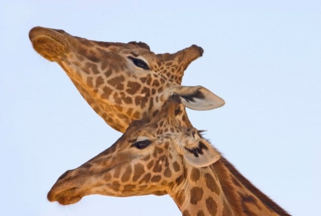 Omg, omg facts, animal facts, giraffes facts, african animals, cool facts, cool giraffes, lol facts, lol, fun facts about giraffes, bizarre giraffes, beautiful creatures, inspiring creatures, awkward giraffes, 10 hilarious facts, 10 animal facts,