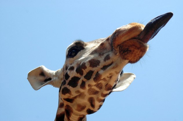 Omg, omg facts, animal facts, giraffes facts, african animals, cool facts, cool giraffes, lol facts, lol, fun facts about giraffes, bizarre giraffes, beautiful creatures, inspiring creatures, awkward giraffes, 10 hilarious facts, 10 animal facts,