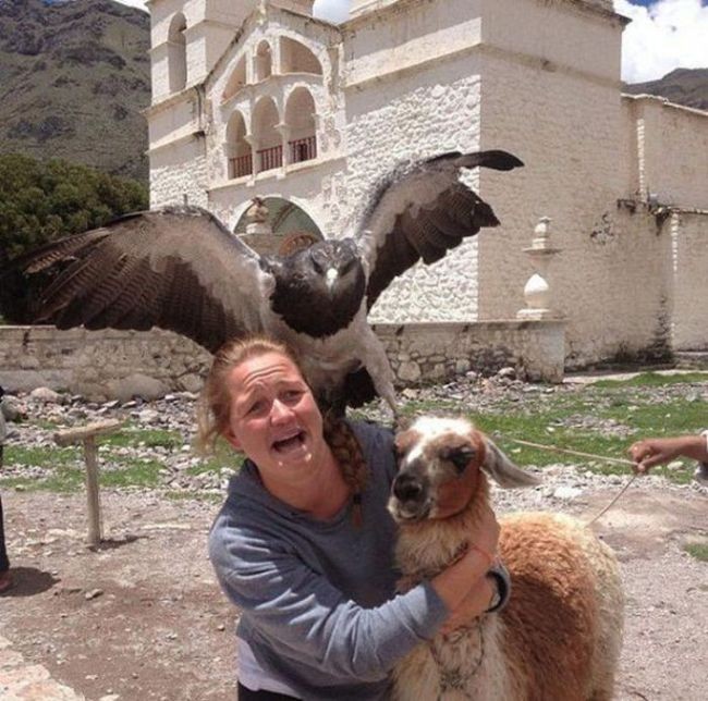 animal selfie, animal photograph, photo with animals, funny animals images, funny outdoor images, selfie with pet, funny pet images, fun with animals, animal clicks, happy dogs, happy animals, how animal smile at camera, photogenic animals, animal loves camera, cute animal photos,
