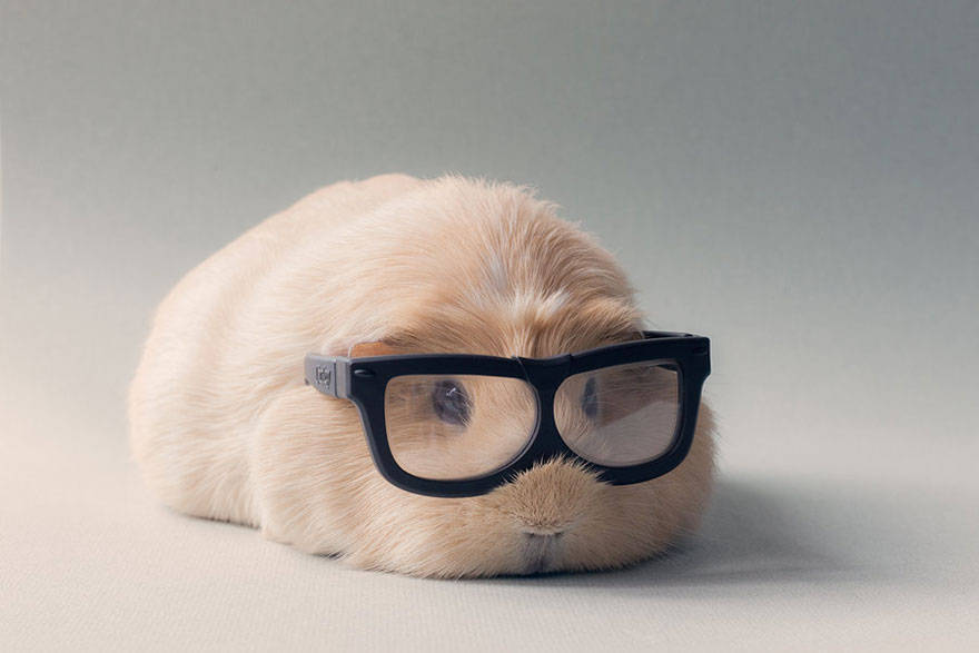 14 Pictures of The Cutest Guinea Pigs in this World "Booboo" | Reckon Talk