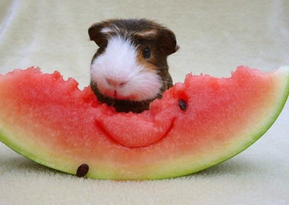 Cute guinea pigs, booboo, adorable guinea pigs, cute pet, guinea pigs,