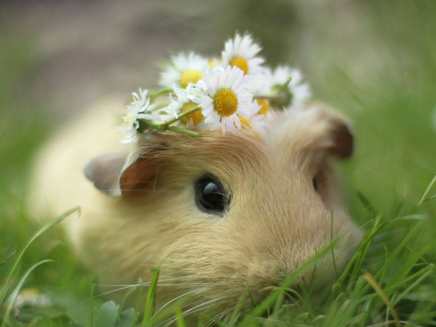 Cute guinea pigs, booboo, adorable guinea pigs, cute pet, guinea pigs,