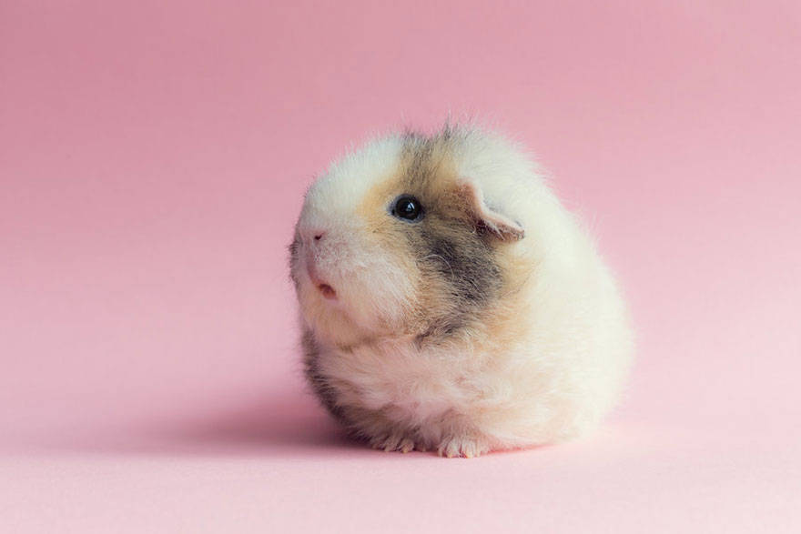 Cute guinea pigs, booboo, adorable guinea pigs, cute pet, guinea pigs,