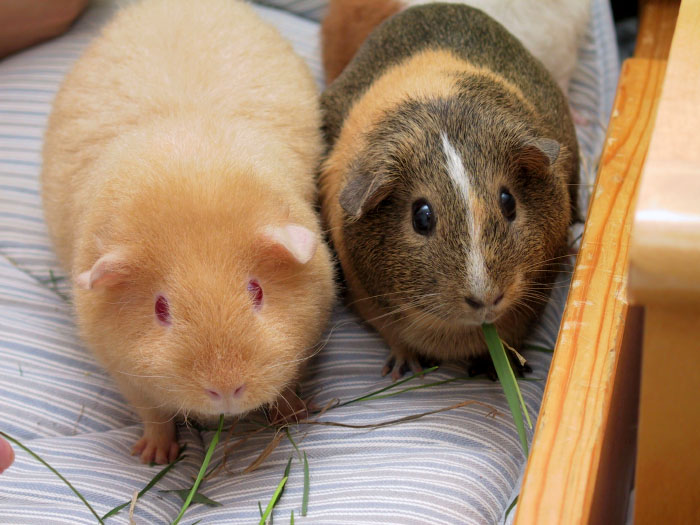 Cute guinea pigs, booboo, adorable guinea pigs, cute pet, guinea pigs,