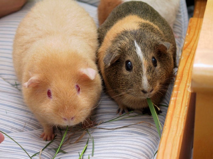 Cute guinea pigs, booboo, adorable guinea pigs, cute pet, guinea pigs, 