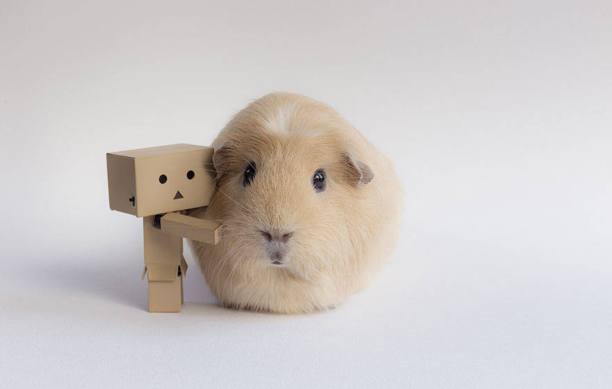 Cute guinea pigs, booboo, adorable guinea pigs, cute pet, guinea pigs,