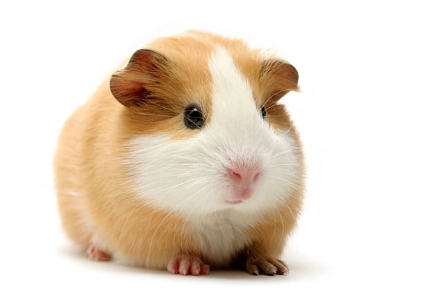Cute guinea pigs, booboo, adorable guinea pigs, cute pet, guinea pigs, 