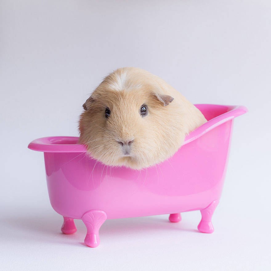 Cute guinea pigs, booboo, adorable guinea pigs, cute pet, guinea pigs,