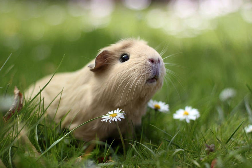 Cute guinea pigs, booboo, adorable guinea pigs, cute pet, guinea pigs,