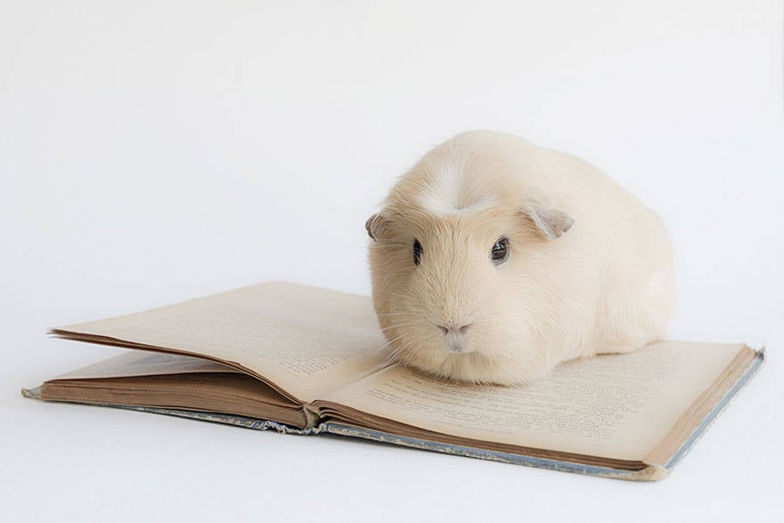 14 Pictures of The Cutest Guinea Pigs in this World "Booboo" | Reckon Talk