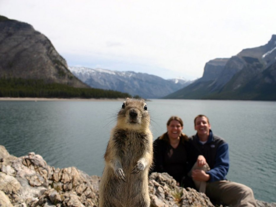 animal selfie, animal photograph, photo with animals, funny animals images, funny outdoor images, selfie with pet, funny pet images, fun with animals, animal clicks, happy dogs, happy animals, how animal smile at camera, photogenic animals, animal loves camera, cute animal photos,