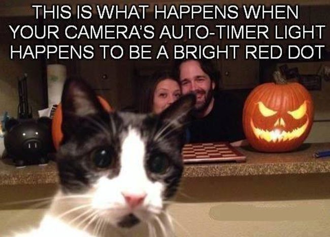 animal selfie, animal photograph, photo with animals, funny animals images, funny outdoor images, selfie with pet, funny pet images, fun with animals, animal clicks, happy dogs, happy animals, how animal smile at camera, photogenic animals, animal loves camera, cute animal photos,