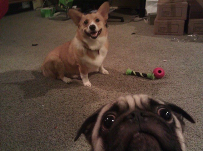 animal selfie, animal photograph, photo with animals, funny animals images, funny outdoor images, selfie with pet, funny pet images, fun with animals, animal clicks, happy dogs, happy animals, how animal smile at camera, photogenic animals, animal loves camera, cute animal photos,