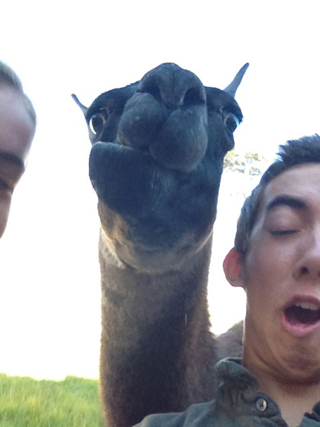 animal selfie, animal photograph, photo with animals, funny animals images, funny outdoor images, selfie with pet, funny pet images, fun with animals, animal clicks, happy dogs, happy animals, how animal smile at camera, photogenic animals, animal loves camera, cute animal photos,