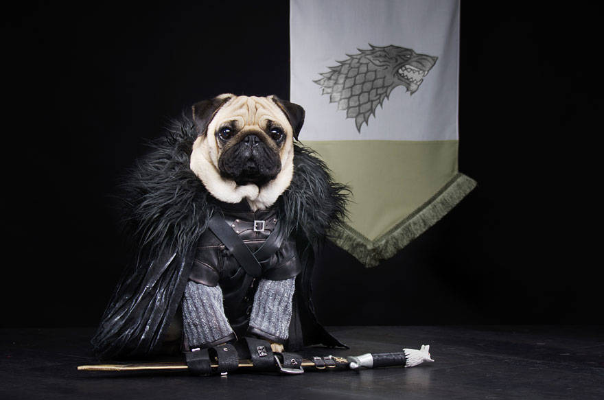 Game of thrones,got,pugs,robb stark, ned stark and jon snow,king joffrey,tyrion lannister,daeneys targaryen,grand maester pycelle and oberyn martell,petyr baelish aka littlefinger,varys,tyrion lannister, daenerys targaryen and jon snow,pugs of westeros