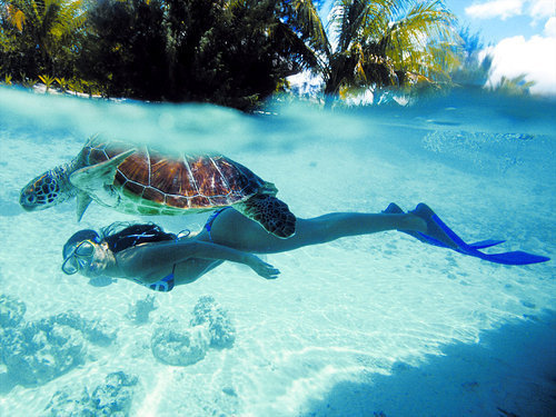 turtles selfie, animal photograph, photo with sea turtles, funny turtles images, funny outdoor images, fun with animals, animal clicks, happy turtles, happy animals, turtles world, photogenic turtles, turtles loves camera, cute turtles photos, sea turtles