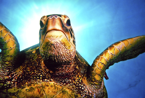 turtles selfie, animal photograph, photo with sea turtles, funny turtles images, funny outdoor images, fun with animals, animal clicks, happy turtles, happy animals, turtles world, photogenic turtles, turtles loves camera, cute turtles photos, sea turtles