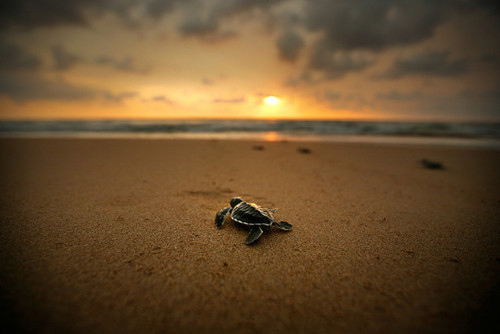turtles selfie, animal photograph, photo with sea turtles, funny turtles images, funny outdoor images, fun with animals, animal clicks, happy turtles, happy animals, turtles world, photogenic turtles, turtles loves camera, cute turtles photos, sea turtles