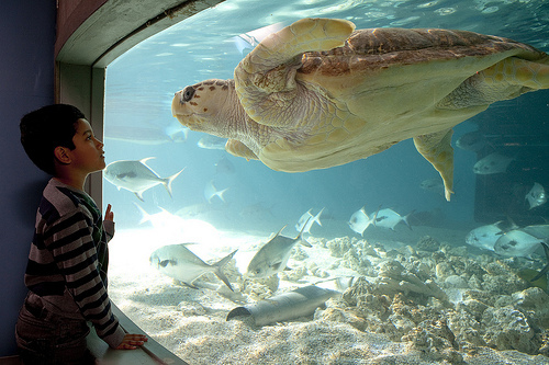 Turtles selfie, animal photograph, photo with sea turtles, funny turtles images, funny outdoor images, fun with animals, animal clicks, happy turtles, happy animals, turtles world, photogenic turtles, turtles loves camera, cute turtles photos, sea turtles