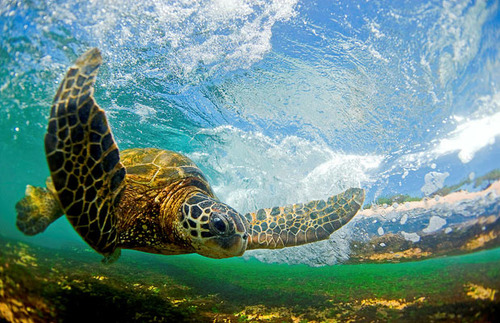 turtles selfie, animal photograph, photo with sea turtles, funny turtles images, funny outdoor images, fun with animals, animal clicks, happy turtles, happy animals, turtles world, photogenic turtles, turtles loves camera, cute turtles photos, sea turtles