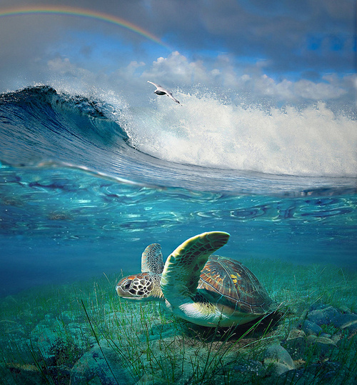 turtles selfie, animal photograph, photo with sea turtles, funny turtles images, funny outdoor images, fun with animals, animal clicks, happy turtles, happy animals, turtles world, photogenic turtles, turtles loves camera, cute turtles photos, sea turtles