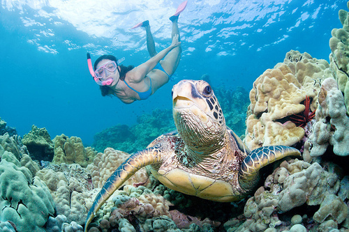 turtles selfie, animal photograph, photo with sea turtles, funny turtles images, funny outdoor images, fun with animals, animal clicks, happy turtles, happy animals, turtles world, photogenic turtles, turtles loves camera, cute turtles photos, sea turtles