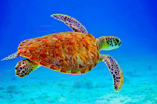 turtles selfie, animal photograph, photo with sea turtles, funny turtles images, funny outdoor images, fun with animals, animal clicks, happy turtles, happy animals, turtles world, photogenic turtles, turtles loves camera, cute turtles photos, sea turtles