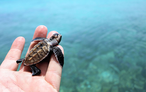 Turtles selfie, animal photograph, photo with sea turtles, funny turtles images, funny outdoor images, fun with animals, animal clicks, happy turtles, happy animals, turtles world, photogenic turtles, turtles loves camera, cute turtles photos, sea turtles