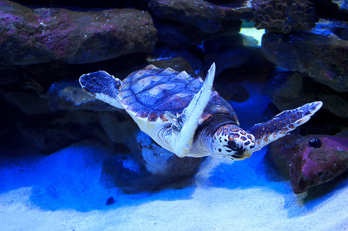 turtles selfie, animal photograph, photo with sea turtles, funny turtles images, funny outdoor images, fun with animals, animal clicks, happy turtles, happy animals, turtles world, photogenic turtles, turtles loves camera, cute turtles photos, sea turtles
