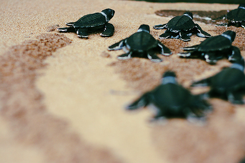 turtles selfie, animal photograph, photo with sea turtles, funny turtles images, funny outdoor images, fun with animals, animal clicks, happy turtles, happy animals, turtles world, photogenic turtles, turtles loves camera, cute turtles photos, sea turtles