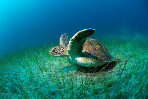 turtles selfie, animal photograph, photo with sea turtles, funny turtles images, funny outdoor images, fun with animals, animal clicks, happy turtles, happy animals, turtles world, photogenic turtles, turtles loves camera, cute turtles photos, sea turtles