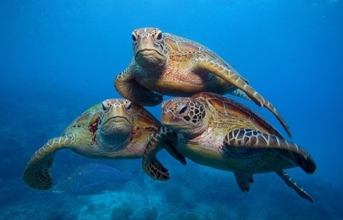 Turtles selfie, animal photograph, photo with sea turtles, funny turtles images, funny outdoor images, fun with animals, animal clicks, happy turtles, happy animals, turtles world, photogenic turtles, turtles loves camera, cute turtles photos, sea turtles