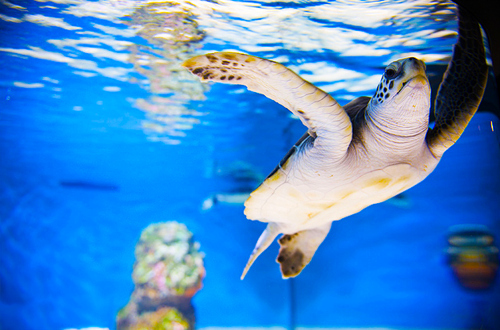 turtles selfie, animal photograph, photo with sea turtles, funny turtles images, funny outdoor images, fun with animals, animal clicks, happy turtles, happy animals, turtles world, photogenic turtles, turtles loves camera, cute turtles photos, sea turtles