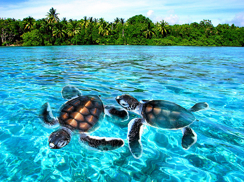 Turtles selfie, animal photograph, photo with sea turtles, funny turtles images, funny outdoor images, fun with animals, animal clicks, happy turtles, happy animals, turtles world, photogenic turtles, turtles loves camera, cute turtles photos, sea turtles