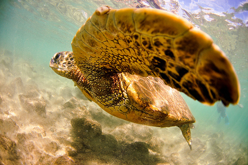 turtles selfie, animal photograph, photo with sea turtles, funny turtles images, funny outdoor images, fun with animals, animal clicks, happy turtles, happy animals, turtles world, photogenic turtles, turtles loves camera, cute turtles photos, sea turtles