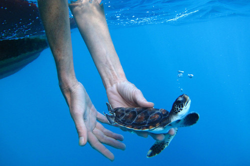 turtles selfie, animal photograph, photo with sea turtles, funny turtles images, funny outdoor images, fun with animals, animal clicks, happy turtles, happy animals, turtles world, photogenic turtles, turtles loves camera, cute turtles photos, sea turtles