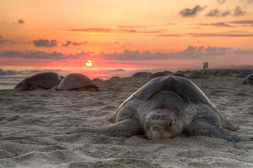 Turtles selfie, animal photograph, photo with sea turtles, funny turtles images, funny outdoor images, fun with animals, animal clicks, happy turtles, happy animals, turtles world, photogenic turtles, turtles loves camera, cute turtles photos, sea turtles