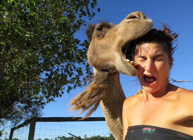 animal selfie, animal photograph, photo with animals, funny animals images, funny outdoor images, selfie with pet, funny pet images, fun with animals, animal clicks, happy dogs, happy animals, how animal smile at camera, photogenic animals, animal loves camera, cute animal photos,
