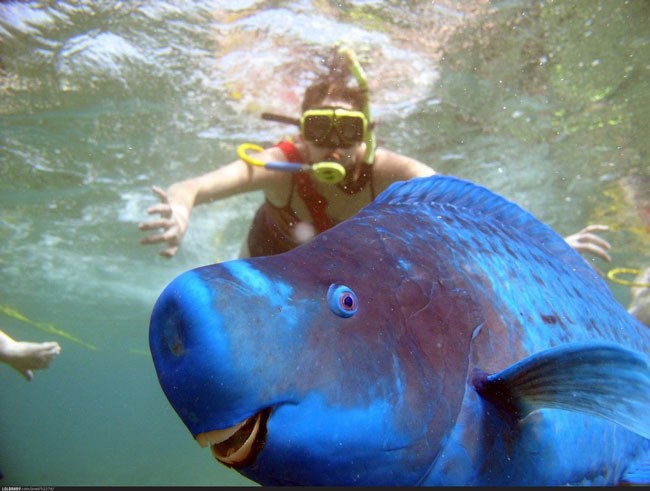 animal selfie, animal photograph, photo with animals, funny animals images, funny outdoor images, selfie with pet, funny pet images, fun with animals, animal clicks, happy dogs, happy animals, how animal smile at camera, photogenic animals, animal loves camera, cute animal photos,