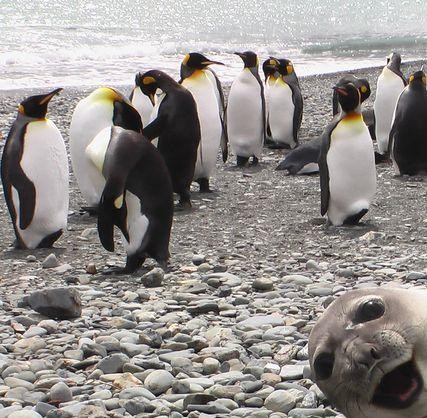 animal selfie, animal photograph, photo with animals, funny animals images, funny outdoor images, selfie with pet, funny pet images, fun with animals, animal clicks, happy dogs, happy animals, how animal smile at camera, photogenic animals, animal loves camera, cute animal photos,