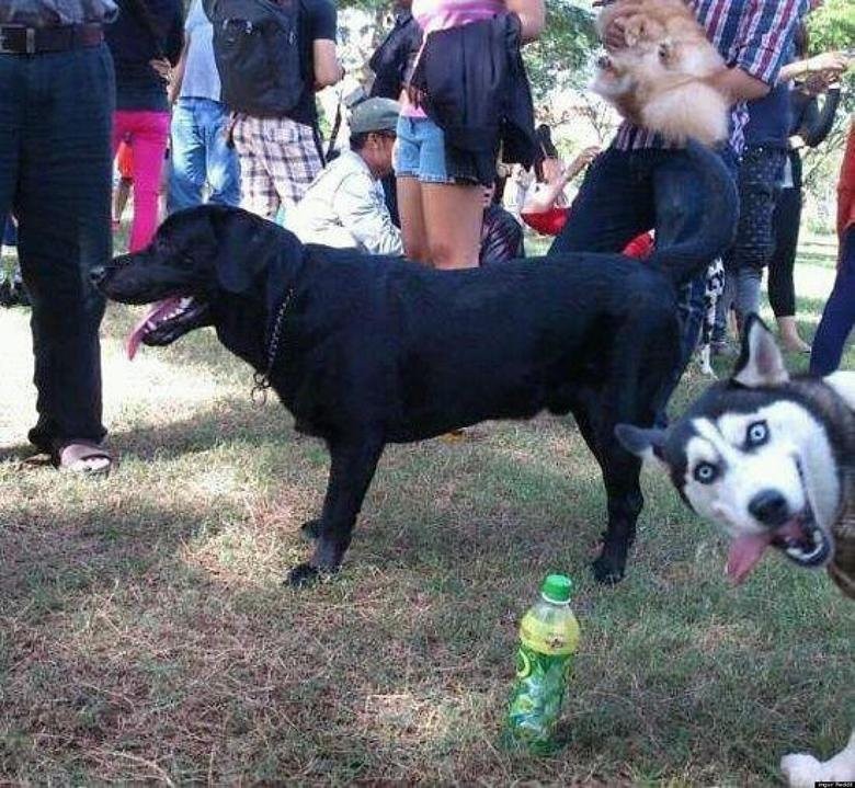 animal selfie, animal photograph, photo with animals, funny animals images, funny outdoor images, selfie with pet, funny pet images, fun with animals, animal clicks, happy dogs, happy animals, how animal smile at camera, photogenic animals, animal loves camera, cute animal photos,