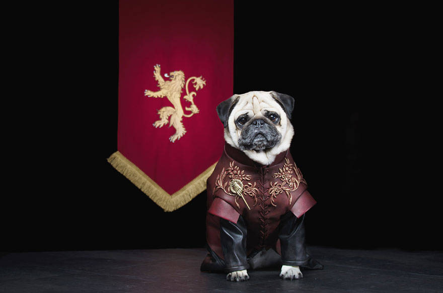 game of thrones,got,pugs,Robb Stark, Ned Stark and Jon Snow,King Joffrey,Tyrion Lannister,Daeneys Targaryen,Grand Maester Pycelle and Oberyn Martell,Petyr Baelish aka Littlefinger,Varys,Tyrion Lannister, Daenerys Targaryen and Jon Snow,pugs of westeros