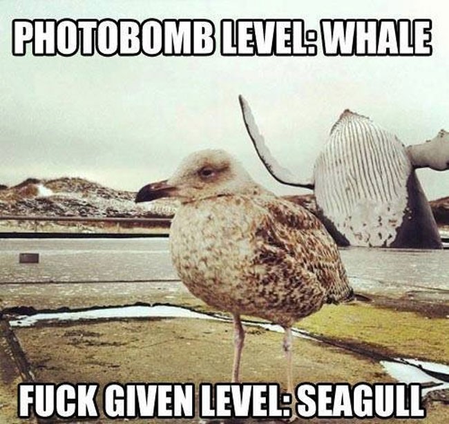 animal selfie, animal photograph, photo with animals, funny animals images, funny outdoor images, selfie with pet, funny pet images, fun with animals, animal clicks, happy dogs, happy animals, how animal smile at camera, photogenic animals, animal loves camera, cute animal photos,