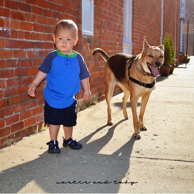 Rescue dog,cute baby,a real-life teddy bear ,affectionate and loving pup,Little Carter,Toby, a rescue dog, is sweet and affectionate ,pair are undoubtedly best friends,pretty much inseparable