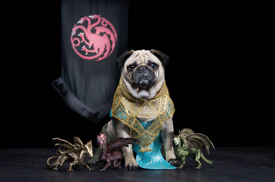 Game of thrones,got,pugs,robb stark, ned stark and jon snow,king joffrey,tyrion lannister,daeneys targaryen,grand maester pycelle and oberyn martell,petyr baelish aka littlefinger,varys,tyrion lannister, daenerys targaryen and jon snow,pugs of westeros