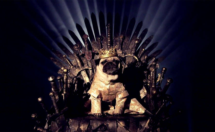 game of thrones,got,pugs,Robb Stark, Ned Stark and Jon Snow,King Joffrey,Tyrion Lannister,Daeneys Targaryen,Grand Maester Pycelle and Oberyn Martell,Petyr Baelish aka Littlefinger,Varys,Tyrion Lannister, Daenerys Targaryen and Jon Snow,pugs of westeros