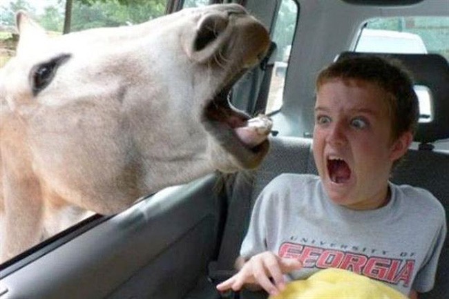animal selfie, animal photograph, photo with animals, funny animals images, funny outdoor images, selfie with pet, funny pet images, fun with animals, animal clicks, happy dogs, happy animals, how animal smile at camera, photogenic animals, animal loves camera, cute animal photos,