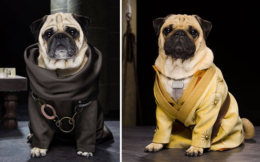 game of thrones,got,pugs,Robb Stark, Ned Stark and Jon Snow,King Joffrey,Tyrion Lannister,Daeneys Targaryen,Grand Maester Pycelle and Oberyn Martell,Petyr Baelish aka Littlefinger,Varys,Tyrion Lannister, Daenerys Targaryen and Jon Snow,pugs of westeros